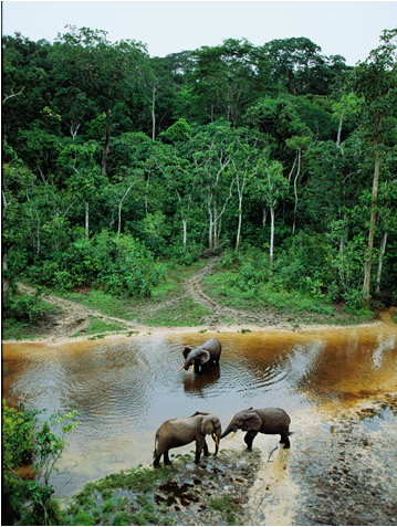 African Elephants Habitat